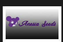 Anesia Autoflowering Seeds