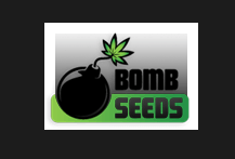 Bomb Seeds Feminized