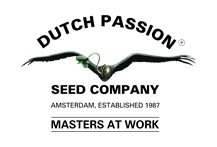 Dutch Passion Autofllowering