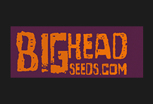 Big Head Autoflowering Seeds