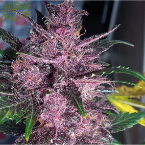 Auto Mendo Mass