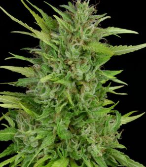 Sour Diesel