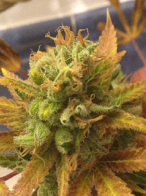 Black Gold Auto