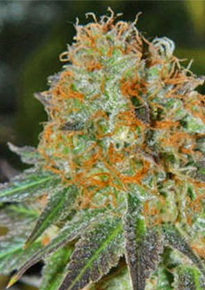 Cash Crop Auto