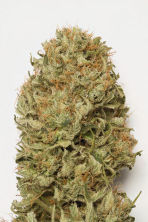 Blue Dream Auto