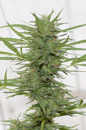 Dr Greenthumb's Dedoverde Haze Auto