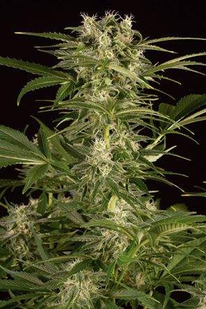 Lemon Juice Express Auto