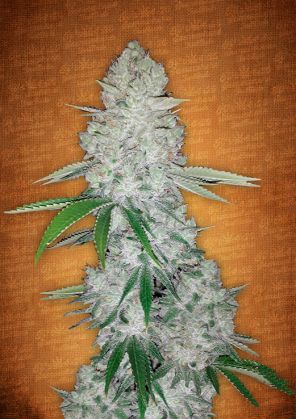 Gorilla Glue Auto