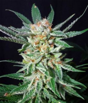 Orange Cinnamon Swirl