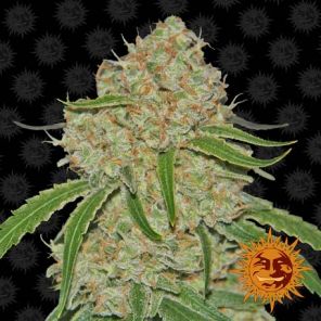 Phantom OG