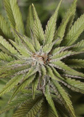 Super Wedding Haze