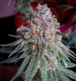 Purple Dawg Mass