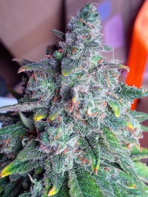 Auto Nightcrawler OG