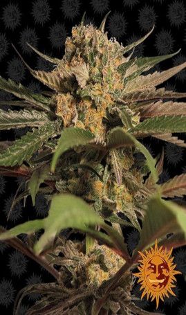 violator kush