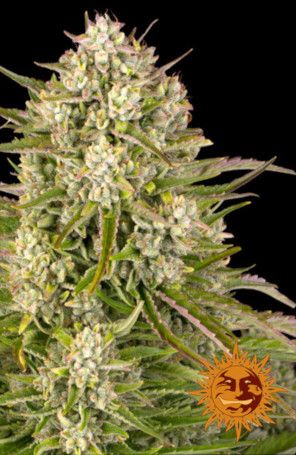 Wedding Cake Auto