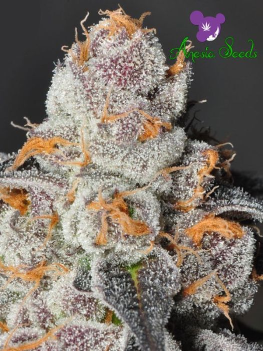 Anesia Scout Cookies