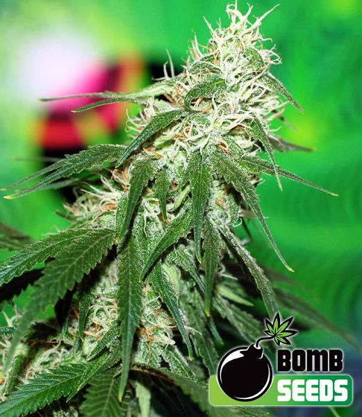 Bomb Seeds Buzz Bomb, 20% THC, Sweet Flavour, Clear Mental High