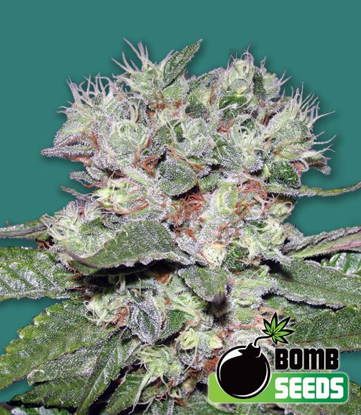 CBD Bomb