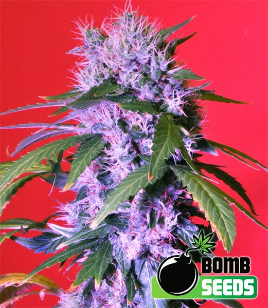 Berry Bomb Auto