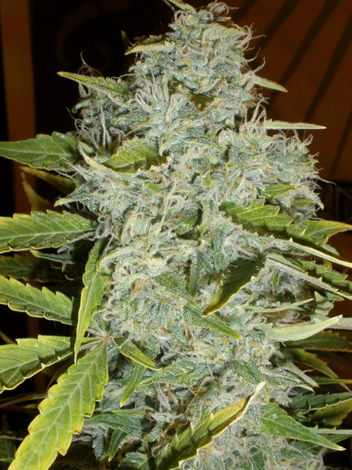 Psychfruit Auto