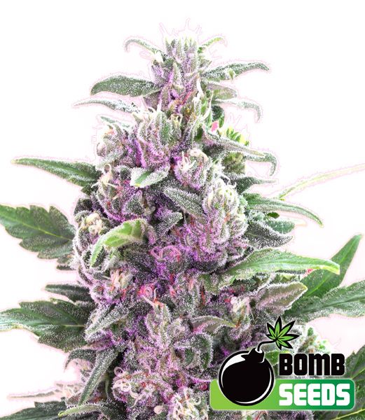 THC Bomb