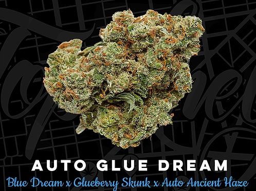 Auto Glue Dream