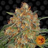 Barneys Farm Orange Sherbet