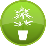 High Yield Seeds High Yield Seeds