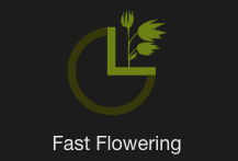 fast flowering Strains