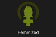 Feminized seeds