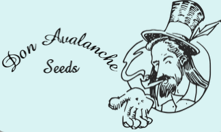 Don Avalanche Autoflowering Seeds
