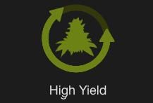 High Yield Seeds