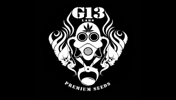 G13 Labs Feminized Seeds