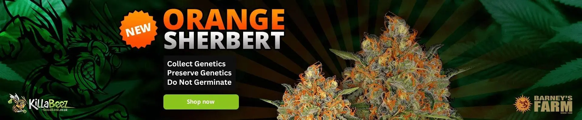 Orange Sherbert Cannabis Seeds