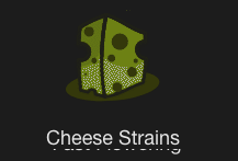 Cheese Strains